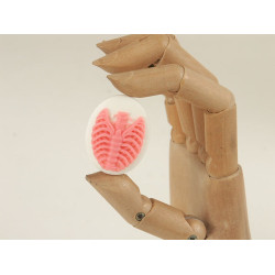 40x30mm White with Pink skeleton Rib-Cage cameo