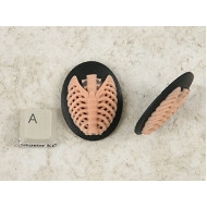 40x30mm Black with Pink skeleton Rib-Cage cameo