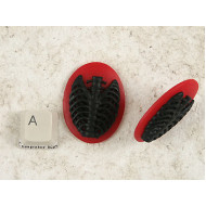40x30mm Black with Red skeleton Rib-Cage cameo