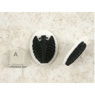 40x30mm White with Black skeleton Rib-Cage cameo
