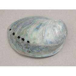 New Zealand whole Paua Shell, rough ground New Zealand whole Paua Shell, rough ground