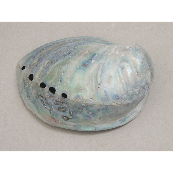 New Zealand whole Paua Shell, rough ground