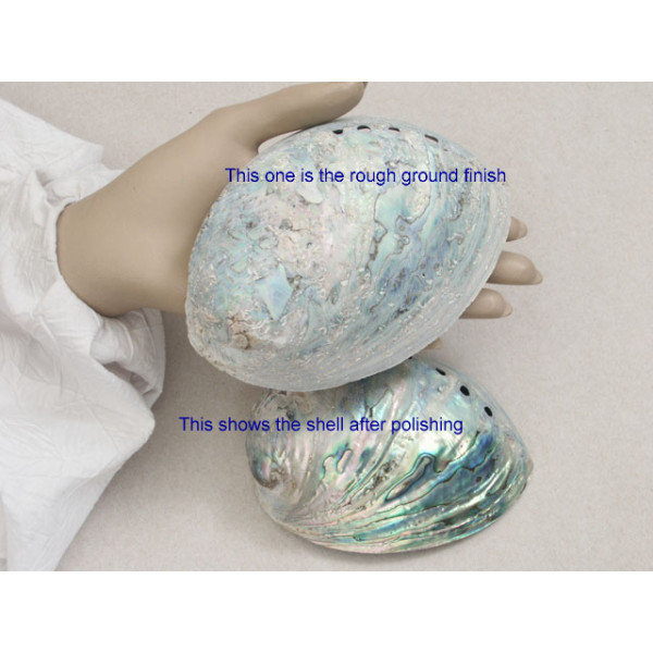 New Zealand whole Paua Shell, rough ground