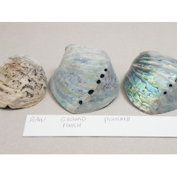 New Zealand whole Paua Shell, rough ground