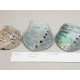 New Zealand whole Paua Shell, rough ground